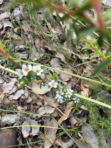 Taxandria parviceps, photograph 3