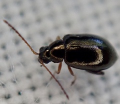 Aphthona
