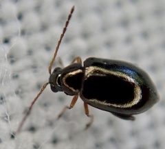 Aphthona