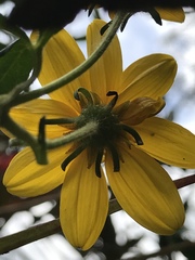 Bidens rubifolia