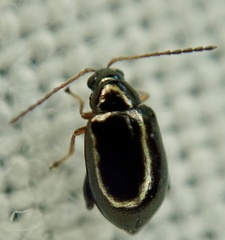 Aphthona
