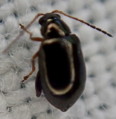 Aphthona