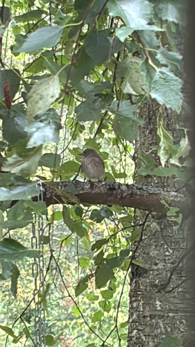 Spotted Flycatcher