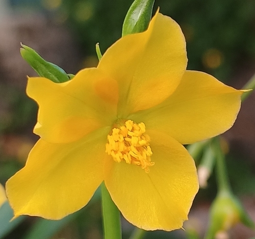 Talinum fruticosum observed 2026-09-05