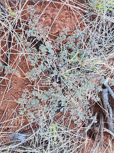 Euphorbia drummondii, 2026-09-03