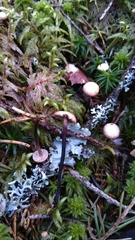 Paragymnopus perforans