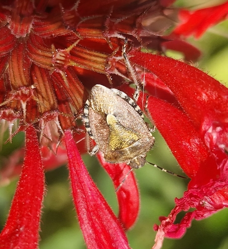 Sloe Bug