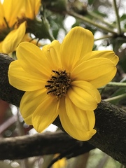 Bidens rubifolia