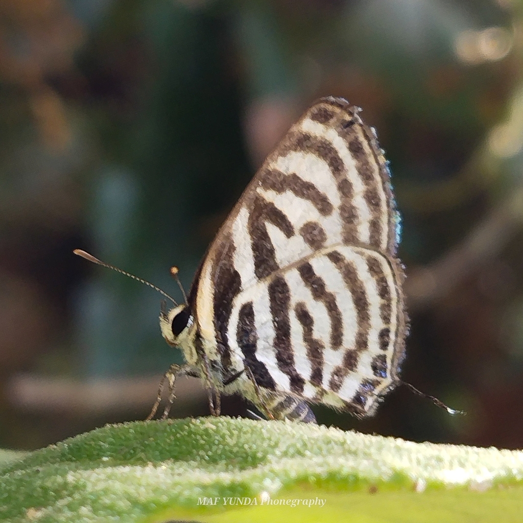 Castalius clathratus