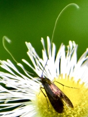 Adela caeruleella