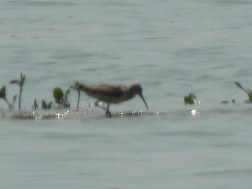 iNaturalist image