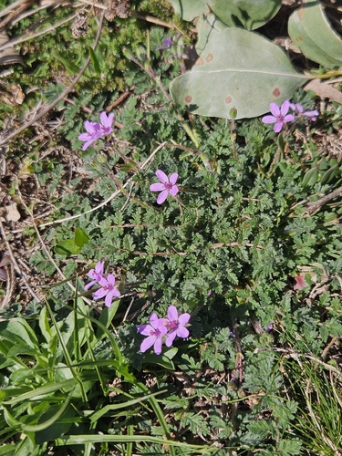 Redstem Stork's-bill