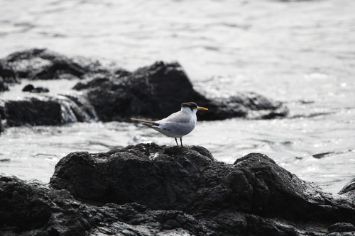 iNaturalist: (c) Noah Fenwick, some rights reserved (CC BY-NC), uploaded by Noah Fenwick iNaturalist image