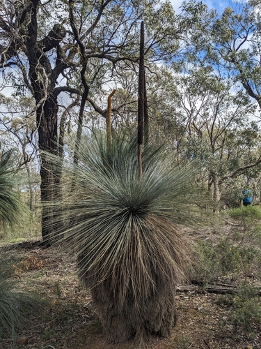 Xanthorrhoea glauca, photograph 3