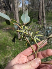Eucalyptus albens