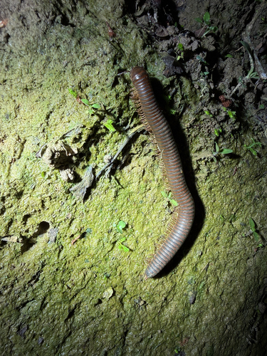 Rusty Millipede