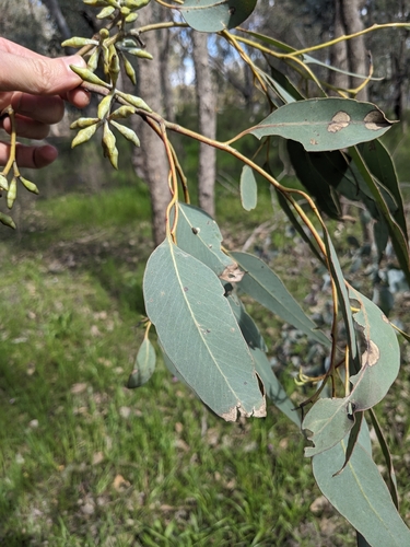 Eucalyptus albens, photograph 2