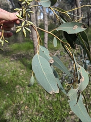 Eucalyptus albens, photograph (c) Nina Kerr, some rights reserved (CC BY)