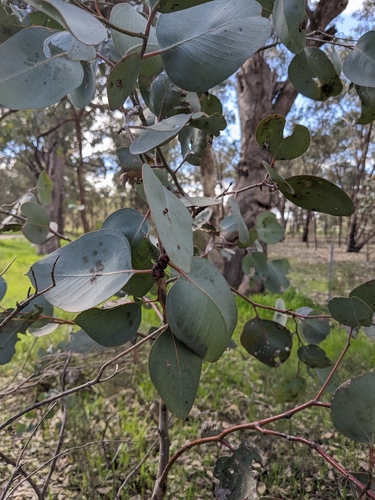 Eucalyptus albens, photograph 3