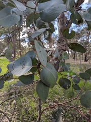 Eucalyptus albens, photograph (c) Nina Kerr, some rights reserved (CC BY)