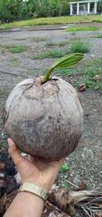 Cocos nucifera