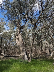Eucalyptus albens, photograph (c) Nina Kerr, some rights reserved (CC BY)
