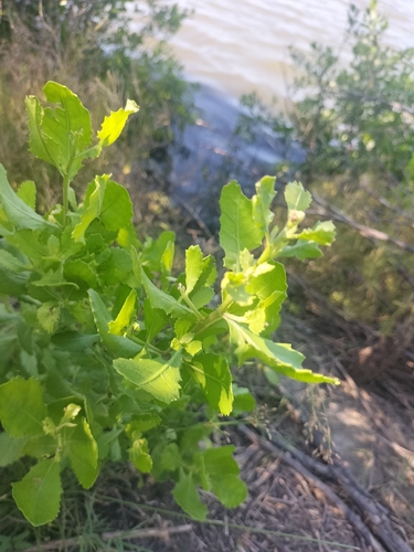 Pluchea indica, photograph 3