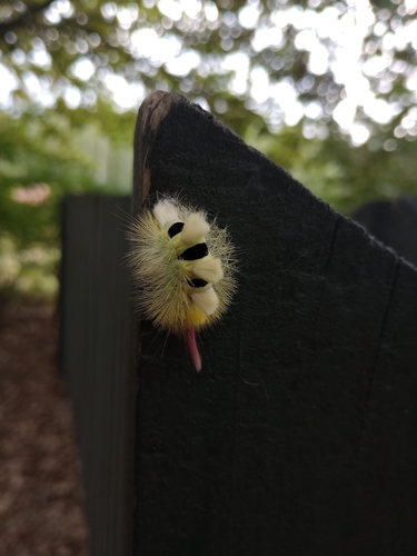 Pale Tussock Moth