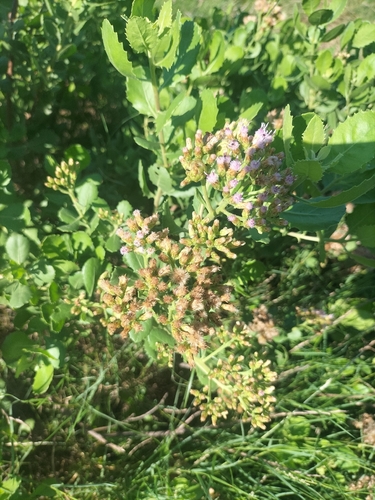 Pluchea indica, photograph 2