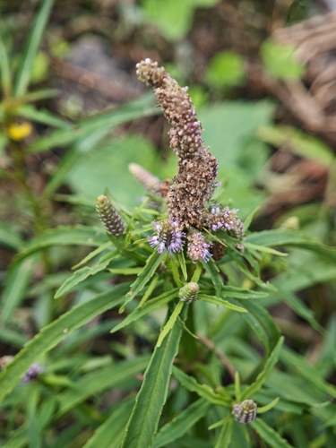Star Rotala