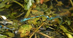 Coenagrion ornatum
