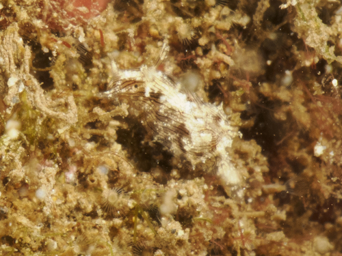 Stylocheilus striatus, 2026-07-25