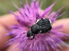 Trichiotinus texanus