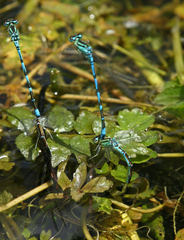 Coenagrion ornatum