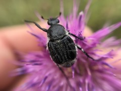 Trichiotinus texanus