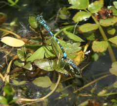 Coenagrion ornatum