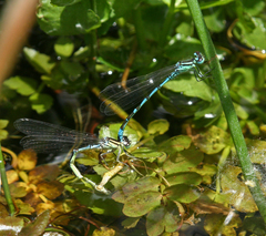 Coenagrion ornatum