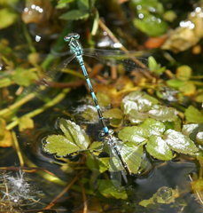 Coenagrion ornatum