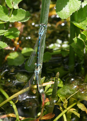 Coenagrion ornatum