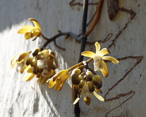 black bootlace orchid