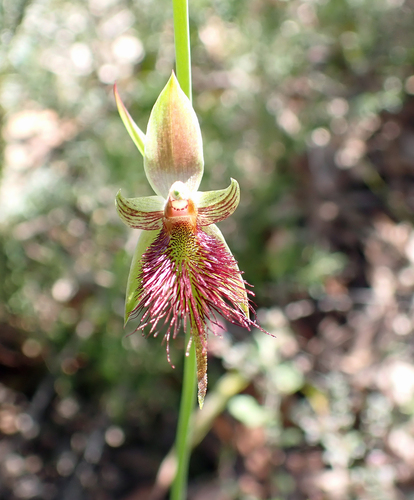red beard orchid