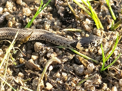 grass snake