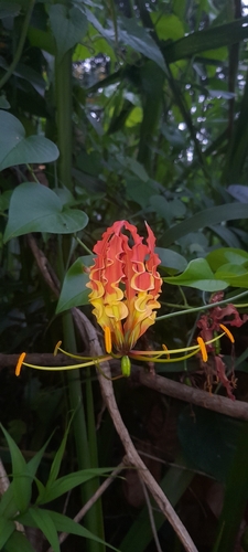 flame lily