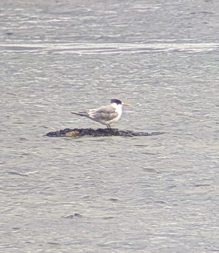 iNaturalist image