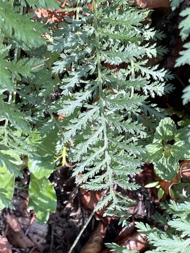 Achillea distans