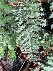 Achillea distans