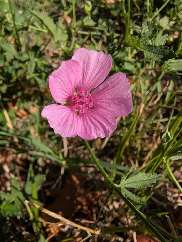 Hemp-leaved Mallow