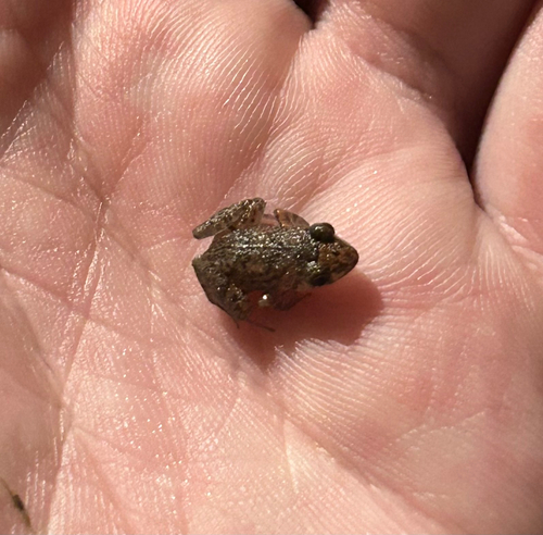 Eleutherodactylus planirostris observed 2026-09-05