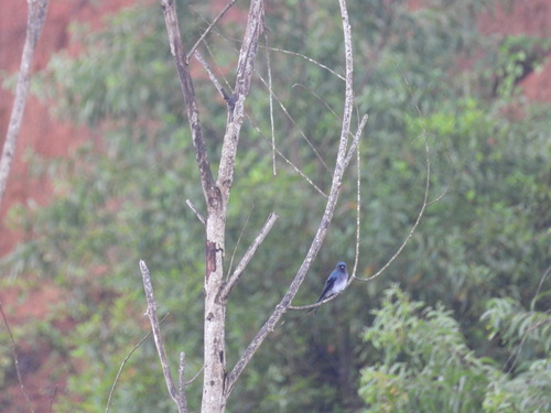 White-bellied Drongo