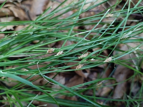 Carex remota, photograph 6
